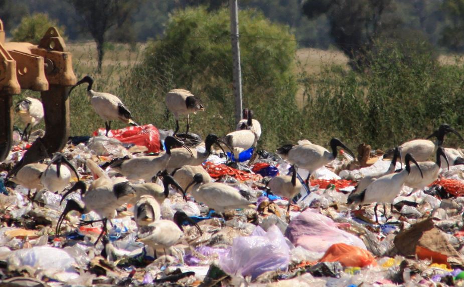 Because Australia: the bin chicken is leading our Bird of the Year vote