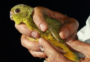 What’s in a name? Aussie researchers discover our famous night parrot can’t actually see in the dark